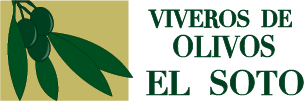 Viveros de olivos El Soto