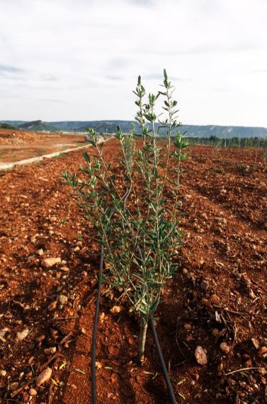 Variedades de plantones de olivo a la venta